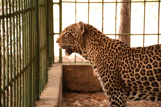 Dar Es Salaam Zoo