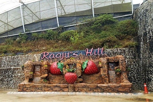 Raaju’s Hill Strawberry Farm