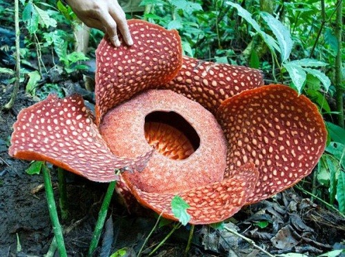 Rafflesia flower cameron highland