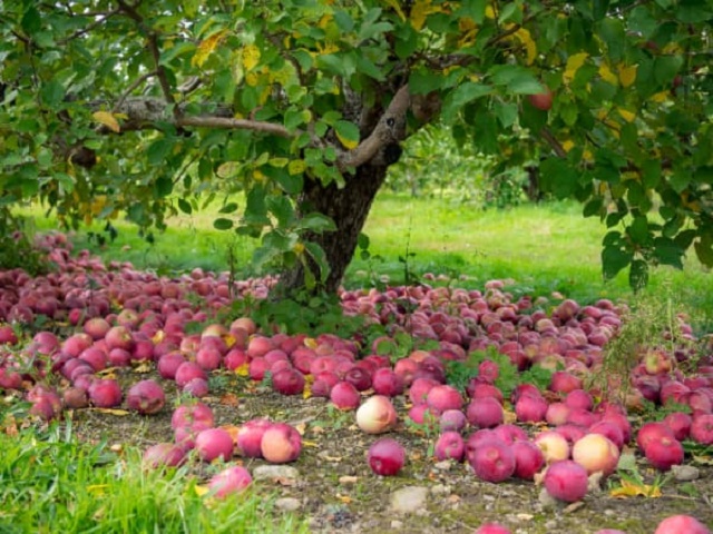 مزرعة قوبا للتفاح