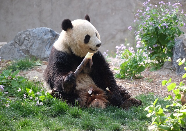 حديقة حيوان بكين