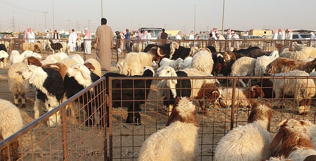 سوق الماشية الرس