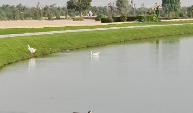 بحيرة الحب دبي