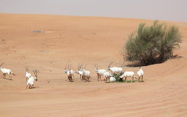 محمية دبي الصحراوية