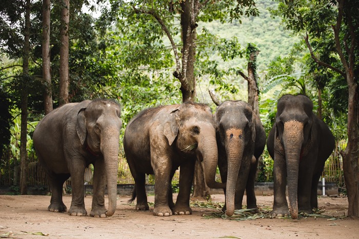 محمية غابة الفيل