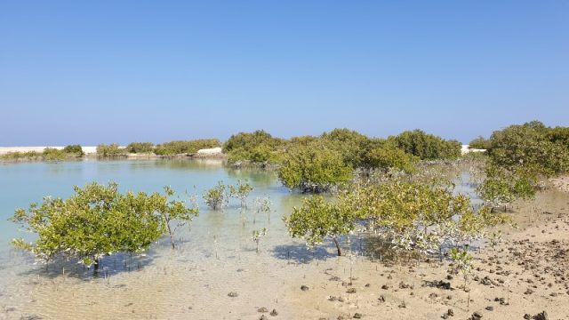 جزيرة دلما ابوظبي